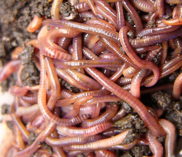 European Nightcrawlers Earthworms Live Trout Bait Blood Worms & Pet Fish Food gallery