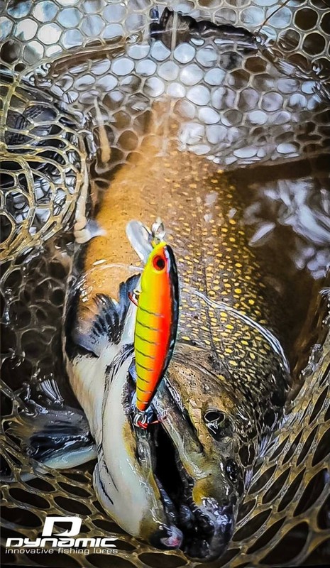 Fishing Lures - Dynamic Lures HD TROUT, Crankbait, 2.25" Multiple Color Patterns gallery