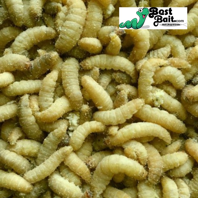 250 Count Live Waxworms, Wax worms Fishing, Reptile Feeders, Free Shipping