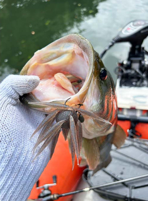 HIDEUP COIKE FISH L ELASTOMER Please Choose a Color NEW Fast Ship 1 Day Japan gallery