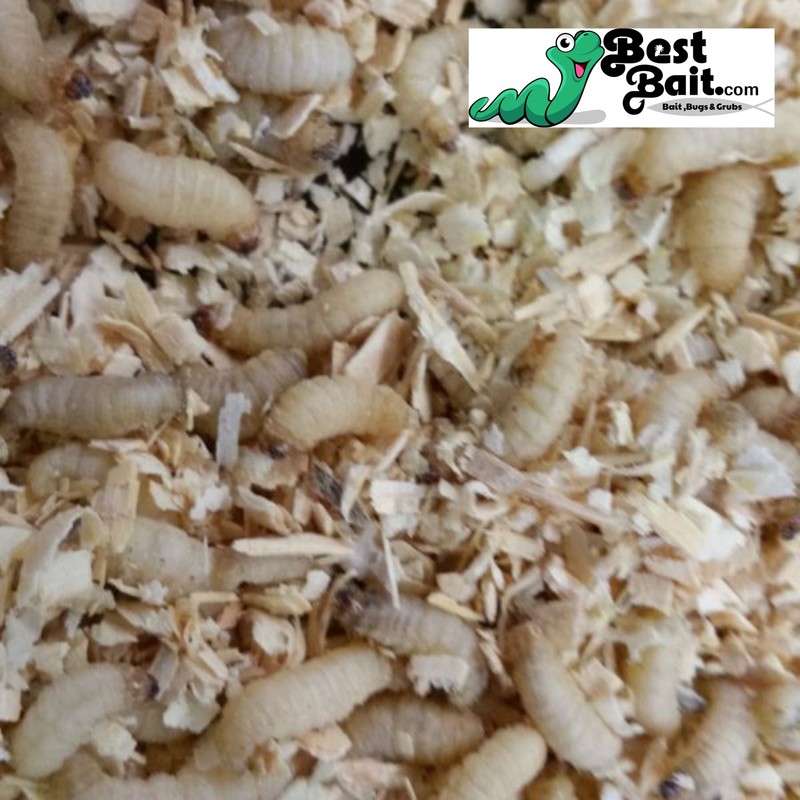 Live Waxworms, Wax worms Fishing, Reptile Feeders, Free Shipping gallery