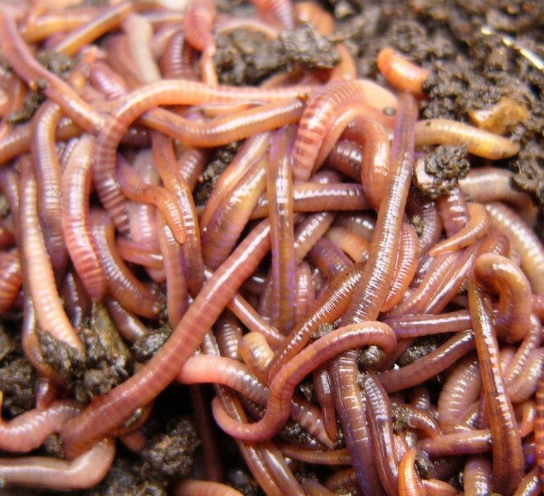 European Nightcrawlers Earthworms Live Trout Bait Blood Worms & Pet Fish Food gallery