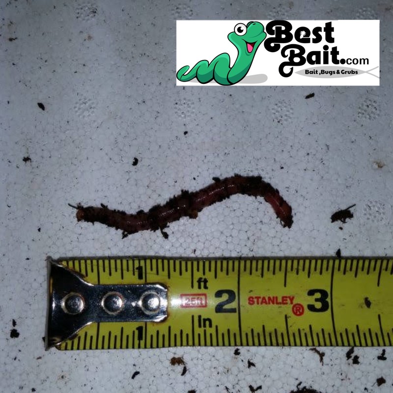 Large Panfish Worms European Nightcrawlers Free Shipping Live Arrival Guarantee gallery