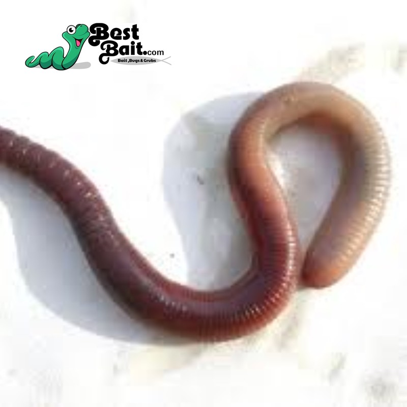 Canadian Nightcrawlers Free Priority Shipping, Live Arrival Guarantee gallery