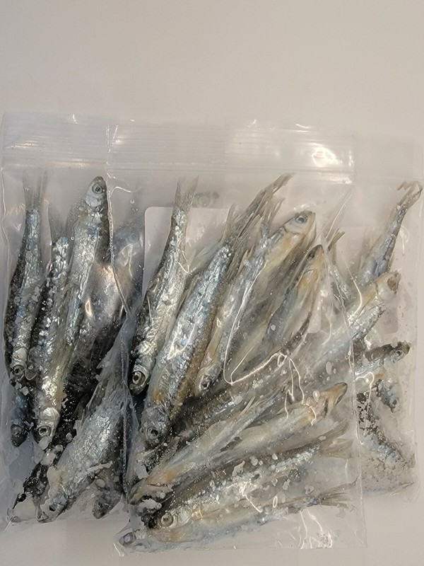 Bestbait Salted Emerald Shiners Preserved Minnows Free Shipping VHSv Free gallery
