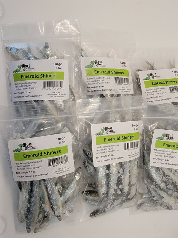 Bestbait Salted Emerald Shiners Preserved Minnows Free Shipping VHSv Free gallery
