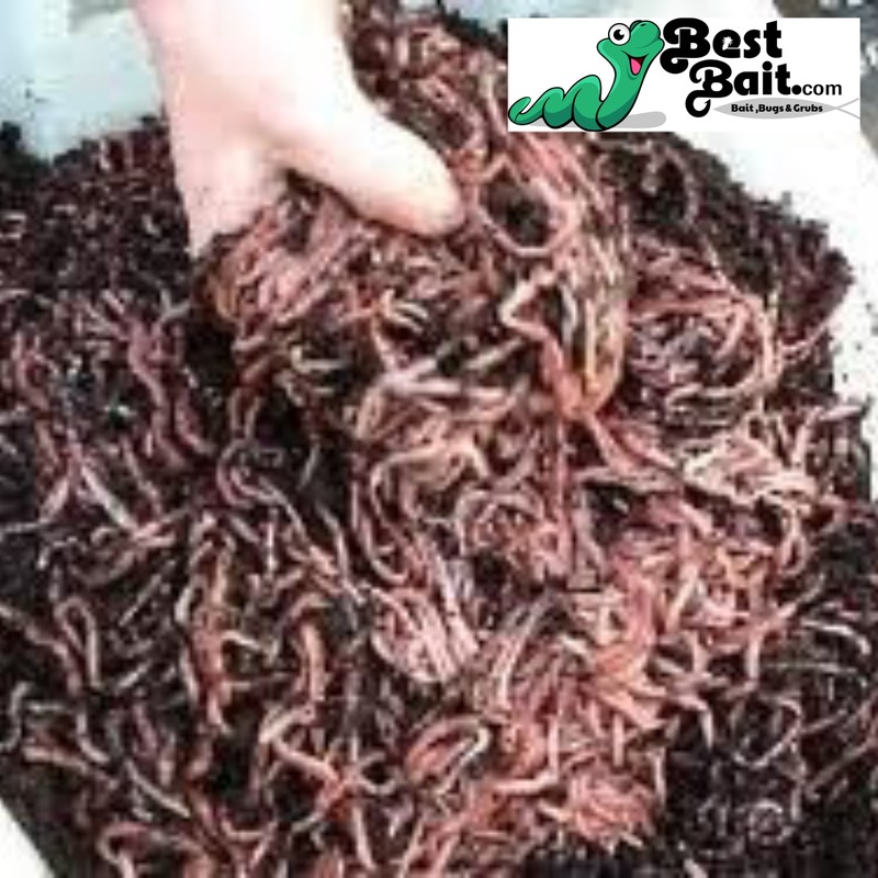 Large Panfish Worms European Nightcrawlers Free Shipping Live Arrival Guarantee gallery