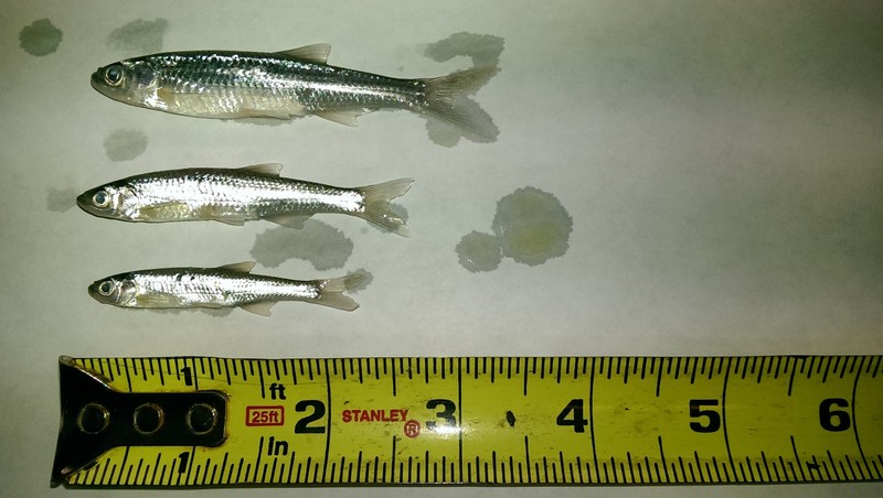 Bestbait Salted Emerald Shiners Preserved Minnows Free Shipping VHSv Free gallery