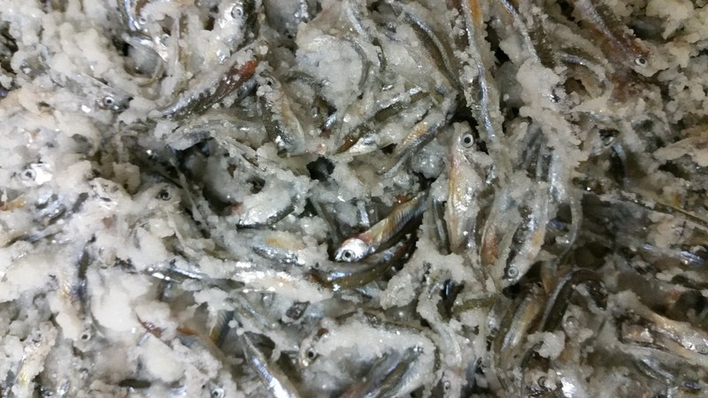 Bestbait Salted Emerald Shiners Preserved Minnows Free Shipping VHSv Free