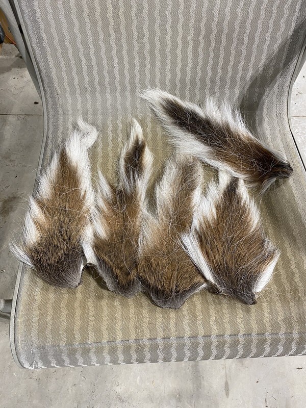 5 Deer Tails. Clean. gallery