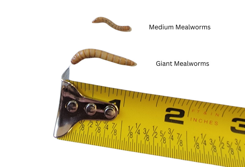 Live Giant Mealworms Free Shipping Live Arrival Guarantee gallery