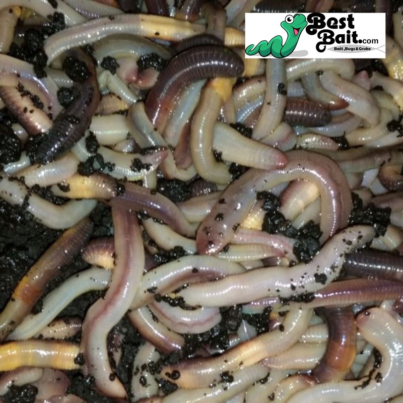 Canadian Nightcrawlers Free Priority Shipping, Live Arrival Guarantee