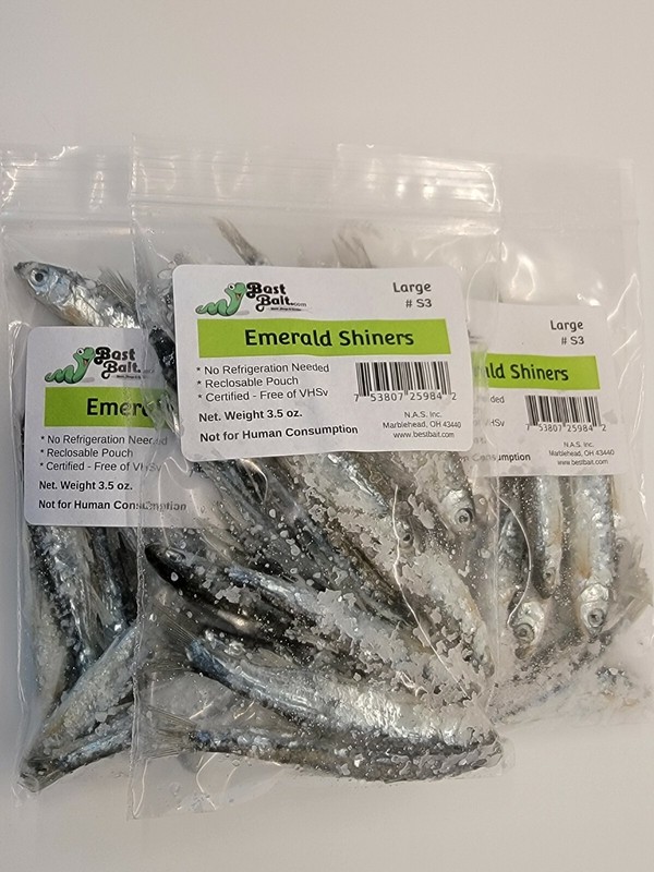Bestbait Salted Emerald Shiners Preserved Minnows Free Shipping VHSv Free gallery