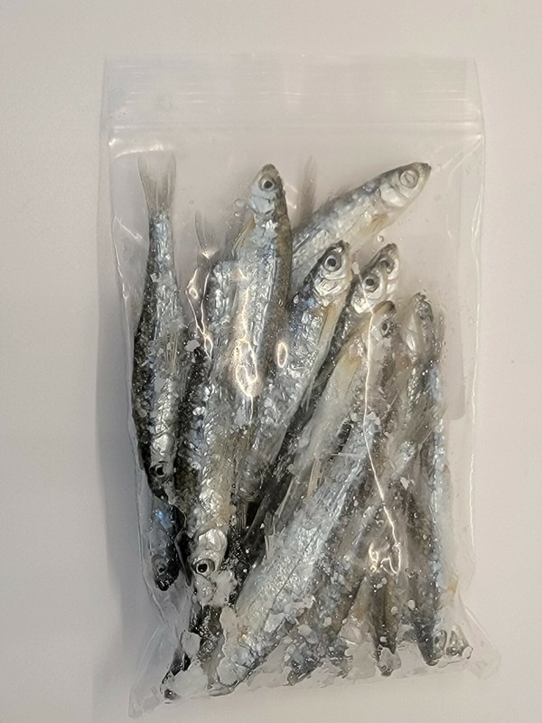 Bestbait Salted Emerald Shiners Preserved Minnows Free Shipping VHSv Free gallery